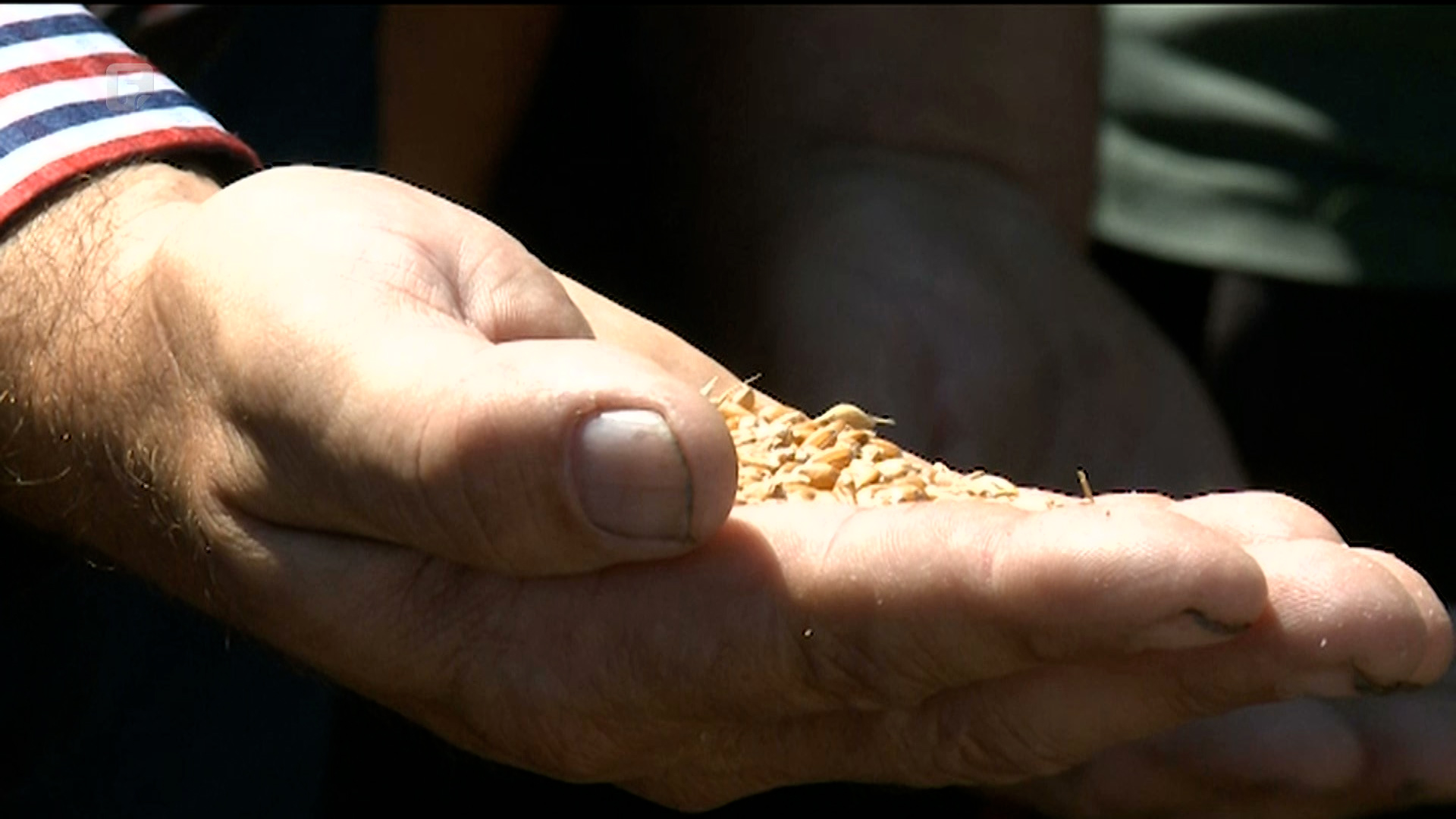 Poljoprivrednici iz Semberije najavljuju prosipanje žita